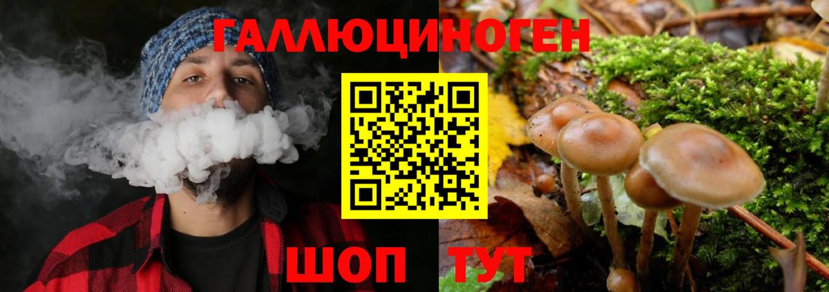 Арсеньев  Псилоцибиновые грибы прущие грибы  Псилоцибиновые грибы Psilocybe  Вход с VPN 